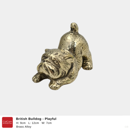 British Bulldog - Playful